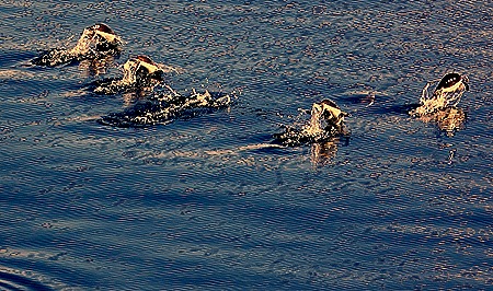 404. Antarctica (Day 1) edited