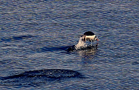 410. Antarctica (Day 1) edited