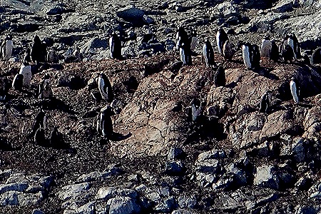 426. Antarctica (Day 1) edited