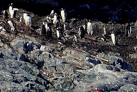 456. Antarctica (Day 1) edited