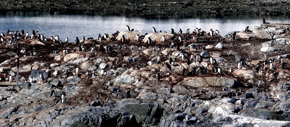 456a. Antarctica (Day 1) edited_stitch