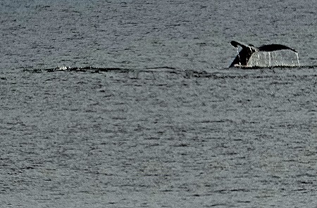 47. Antarctica (Day 1) edited