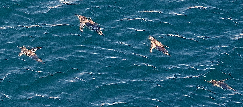 499. Antarctica (Day 1) edited