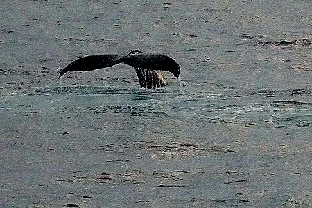 5. Antarctica (Day 1) edited