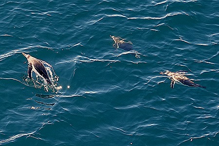 507. Antarctica (Day 1) edited