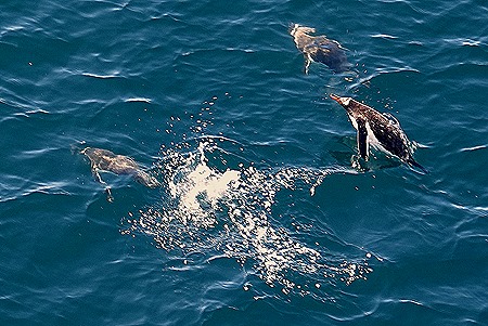 509. Antarctica (Day 1) edited