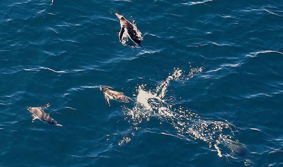 515. Antarctica (Day 1) edited