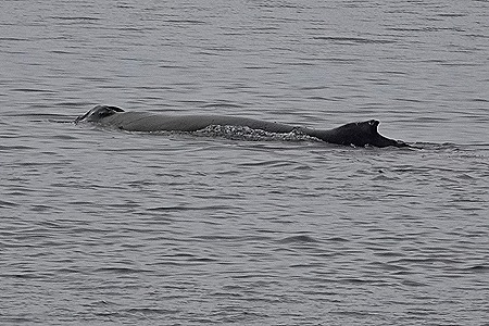 53. Antarctica (Day 1) edited