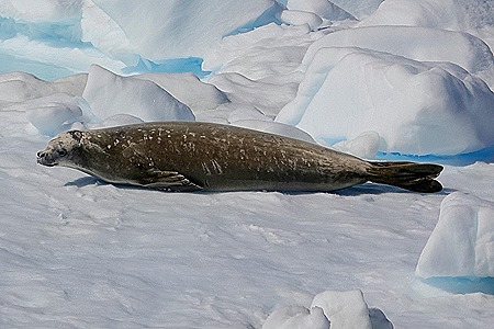 532. Antarctica (Day 1) edited