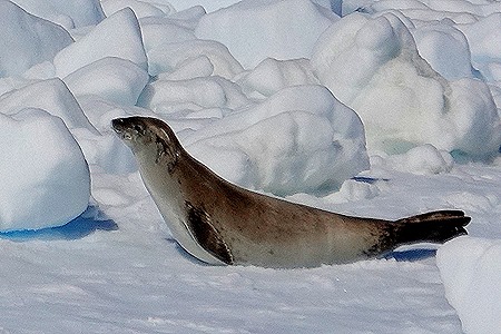 540. Antarctica (Day 1) edited