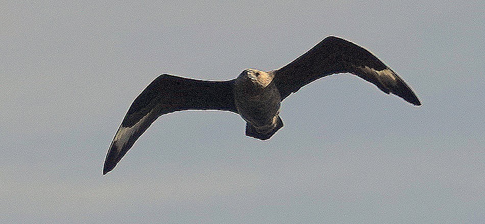 547. Antarctica (Day 1) edited