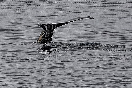 56. Antarctica (Day 1) edited