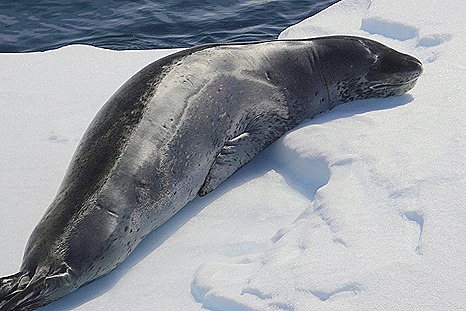 567. Antarctica (Day 1) edited