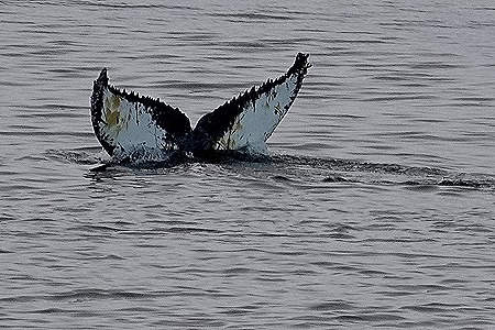 57. Antarctica (Day 1) edited