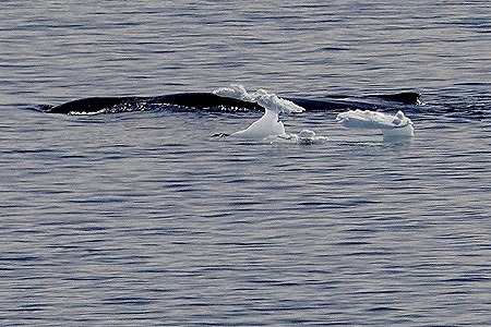 577. Antarctica (Day 1) edited