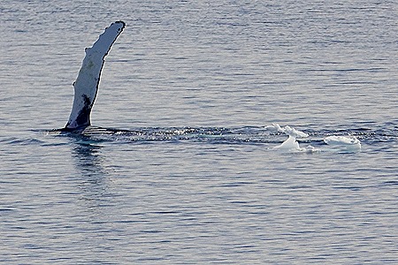 581. Antarctica (Day 1) edited