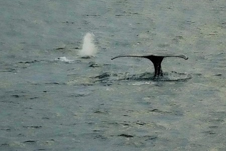 6. Antarctica (Day 1) edited