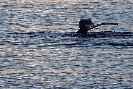 64. Antarctica (Day 1) edited