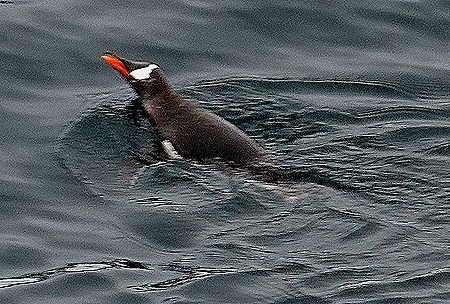 671. Antarctica (Day 1) edited