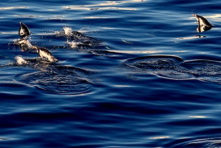 82. Antarctica (Day 1) edited