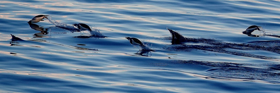 87. Antarctica (Day 1) edited