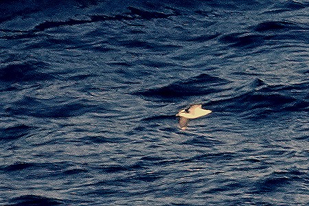 100. South Georgia Island