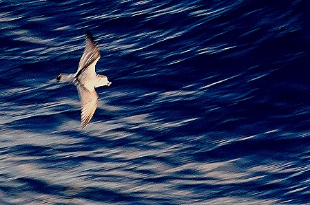 102. South Georgia Island