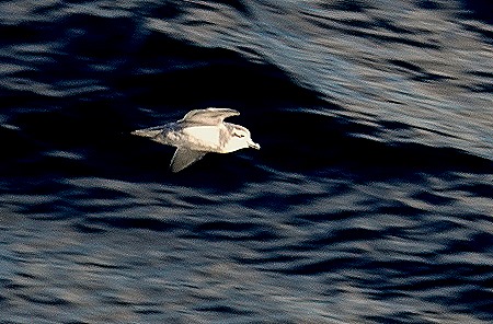 104. South Georgia Island