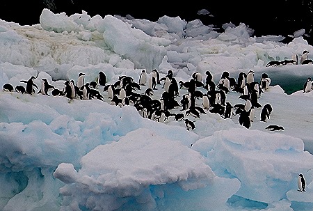 110. Antarctica (Day 3)