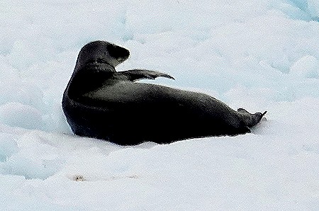 115. Antarctica (Day 3)