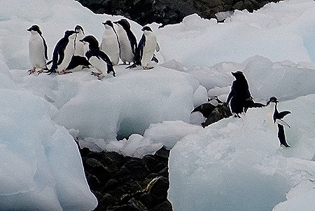 124. Antarctica (Day 3)