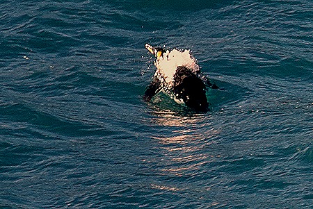 135. South Georgia Island