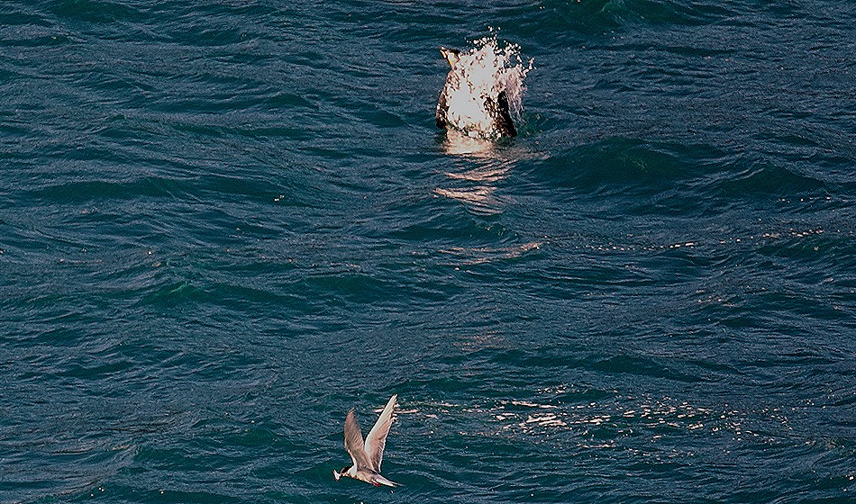 139. South Georgia Island