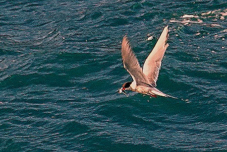 141. South Georgia Island