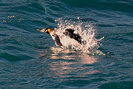 150. South Georgia Island
