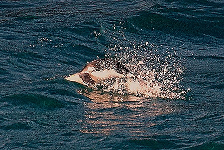 151. South Georgia Island