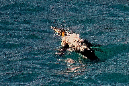 155. South Georgia Island