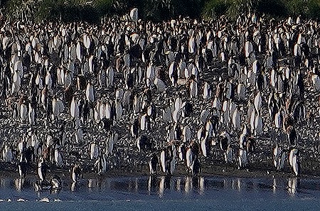 162. South Georgia Island