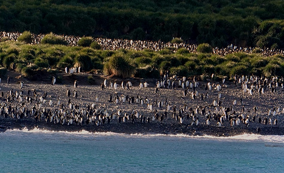 163a. South Georgia Island_stitch