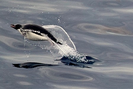 176. Antarctica (Day 3)