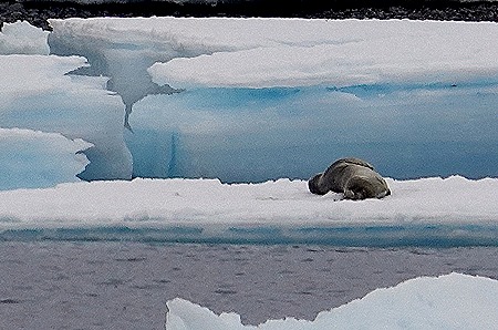 183. Antarctica (Day 3)