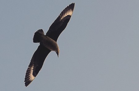 184. Antarctica Day 4 (King Georges Island)