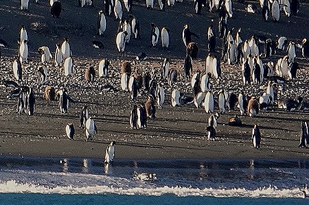 184. South Georgia Island