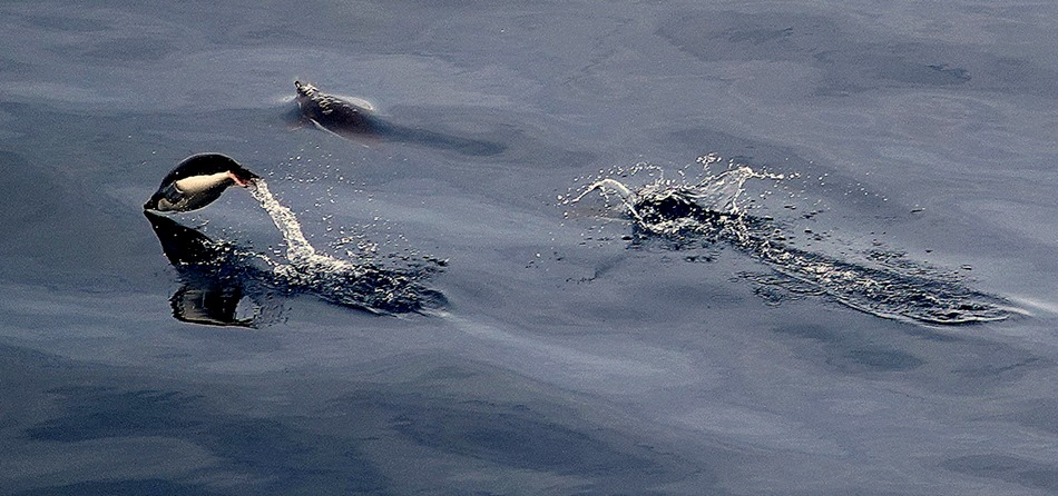 189. Antarctica (Day 3)