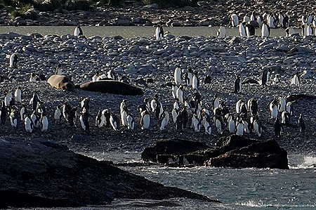 189. South Georgia Island