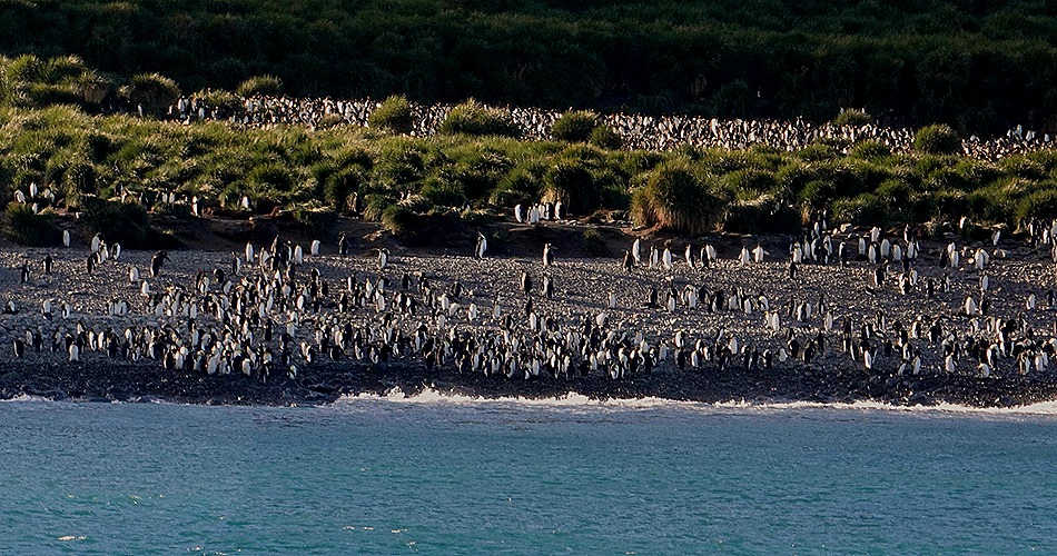 193a. South Georgia Island_stitch