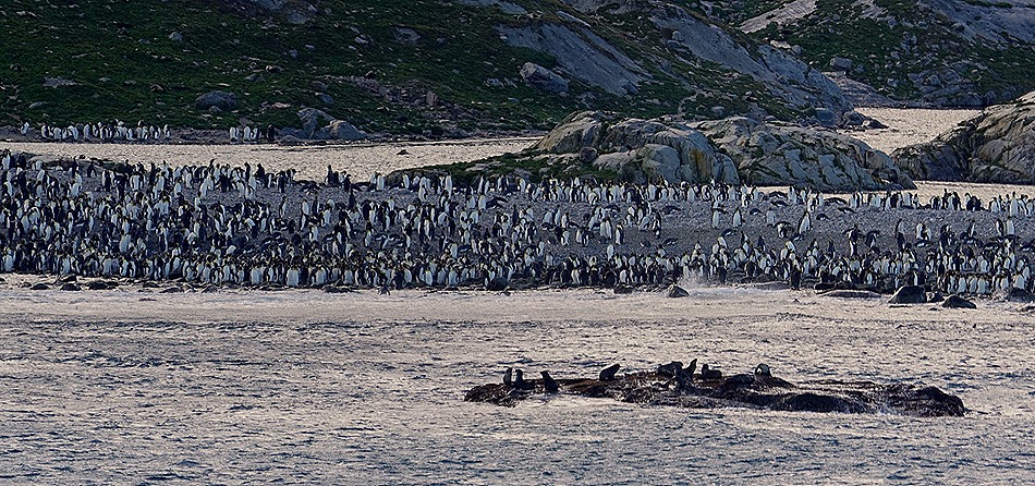 216a. South Georgia Island_stitch