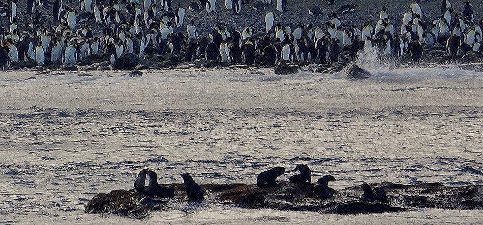 217. South Georgia Island