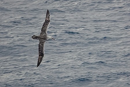 221. Antarctica Day 4 (King Georges Island)