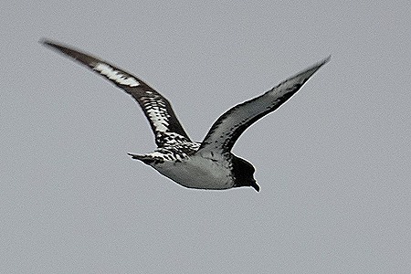 227. Antarctica Day 4 (King Georges Island)